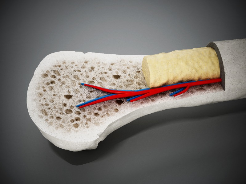 Detailed view of a human bone